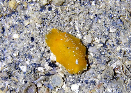 キイロクシエラウミウシ